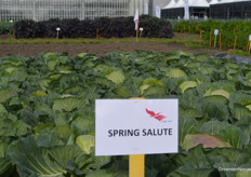 De 'vroegste platte kool' op de markt, vertelde Peter van Duin van Wing Seed.